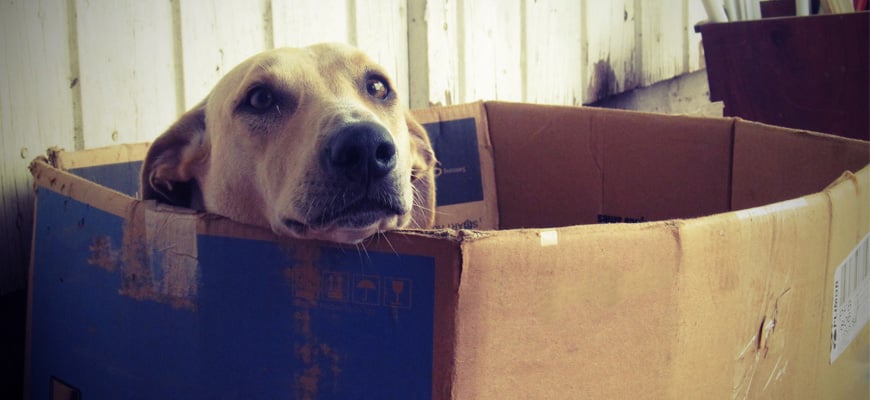 dog in a box